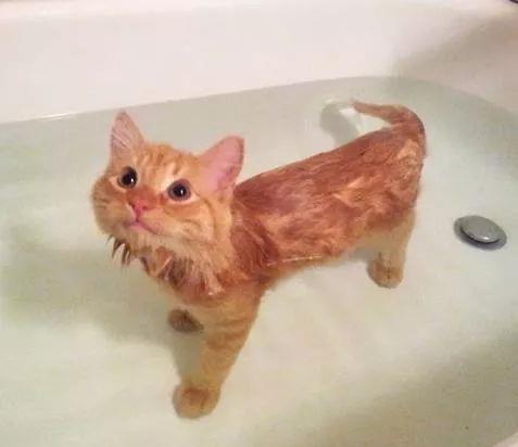 冬天给猫咪洗澡,需要注意些什么 