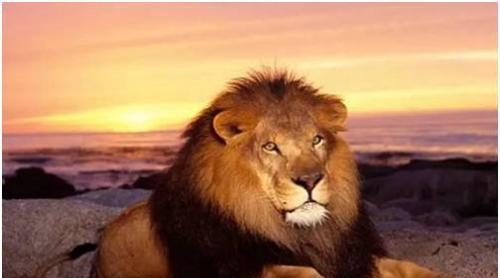 为何狮子吃人就一定得杀掉 动物学家警告 后果比我们想得还严重