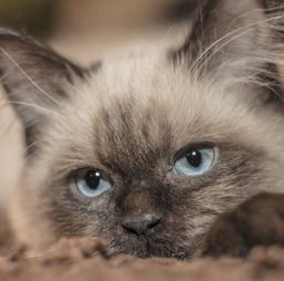 尿结石 耳螨 猫鼻支这三大困扰猫咪的疾病有哪些症状,如何治疗