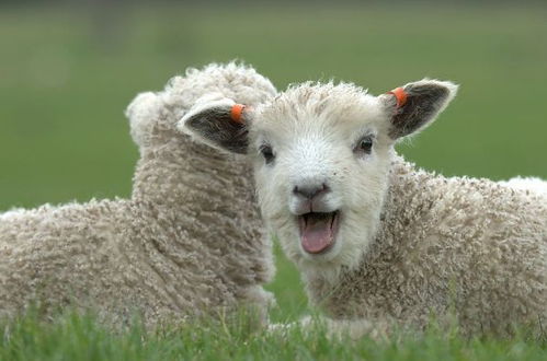 生肖羊 属羊人的最佳配偶,真是天生的一对,一生一世永不分离