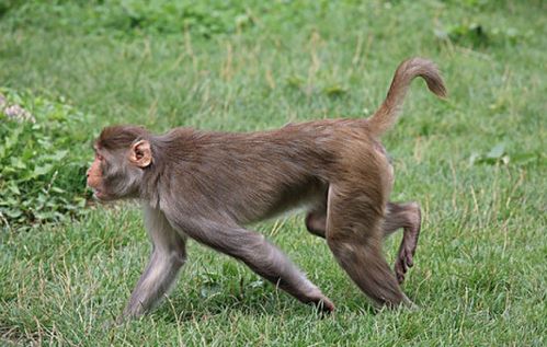 再过3天,生肖猴记得留条 后路 给自己,家里有属猴的速看