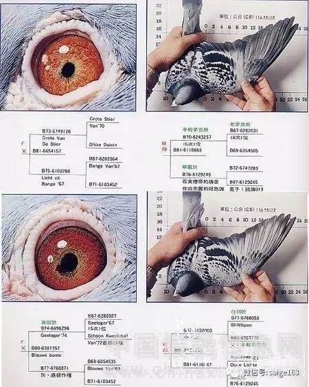 詹森八大配对种鸽鸽眼分析 图片加分析