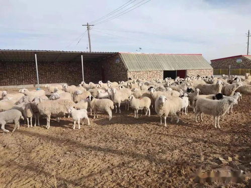巴彦淖尔市临河区狼山镇 整村推进肉羊养殖 助农民增收致富