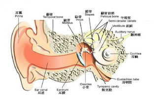 耳聋的知识