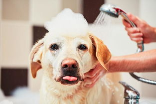 狗狗发臭的四大来源,光洗澡是没用的,主人要依次排查对症下药