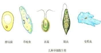 与草履虫一样.仅由一个细胞构成生物体的生物还有很多.例如 . 题目和参考答案 青夏教育精英家教网 