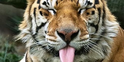 老虎作为猫科动物,舌头满是倒刺,被舔一下会有掉层皮的危险吗