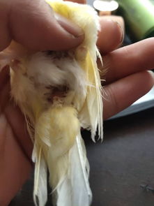 这是公的黄玉鸟还是母的黄玉鸟 
