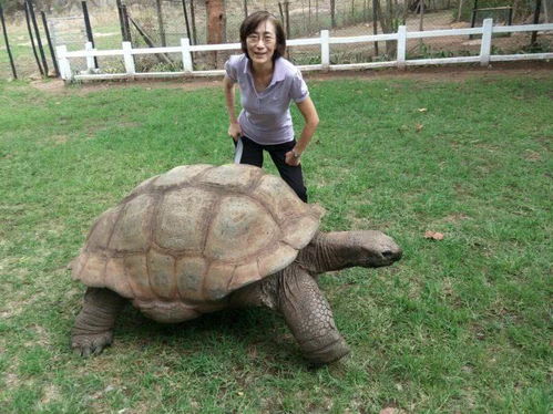 寿命最长的乌龟,寿命最长的乌龟品种