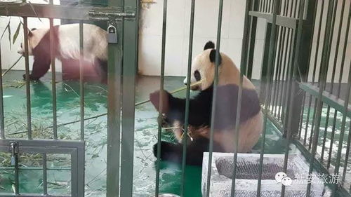 国宝熊猫将于3月22日和市民见面 