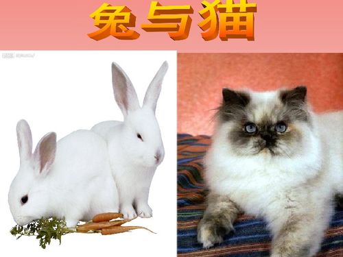 兔与猫 