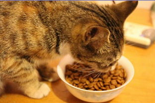 吃猫粮的猫,还需要额外补充营养品吗 吃什么补充