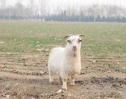 世界上最小的羊品种,性格温顺活泼,适合做宠物吗