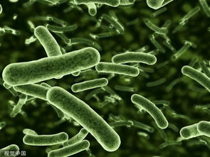 大肠杆菌是什么菌,大肠杆菌是什么菌?是真菌还是细菌?
