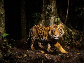 森林退化加速苏门答腊虎灭绝