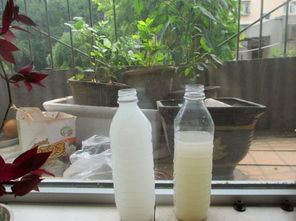 淘米水放几天浇花最好 新鲜的淘米水可以浇花吗