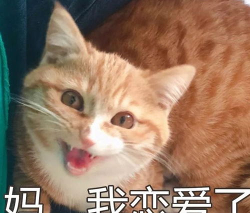 中国的猫会叫 妈 ,日本的猫会讲日语
