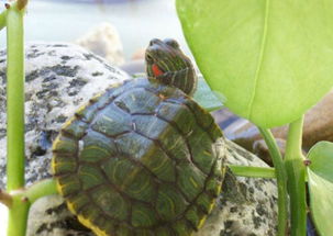 成年巴西龟的饲养注意事项