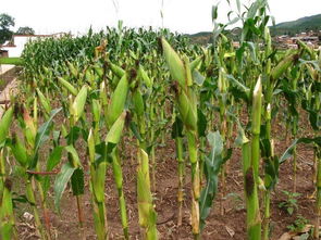 玉米病虫害防治措施 玉米十大常见病害与防治方法