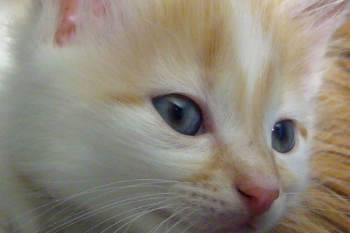 小猫流眼泪是怎么回事,三个月小猫流眼泪是怎么回事