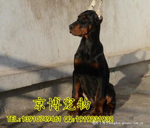 北京纯种德系杜宾犬 北京纯种杜宾价格 纯种杜宾多少钱 