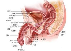 泌尿外科ws是什么意思