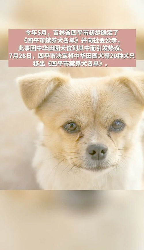 吉林四平决定将中华田园犬移出 禁养犬名单 考虑群众反映 