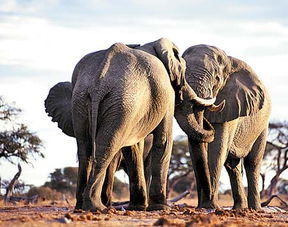 大象有4种性格助其恶劣环境生存 