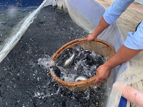 四川第一网 桶养鱼 上岸零排放圈养技术获点赞