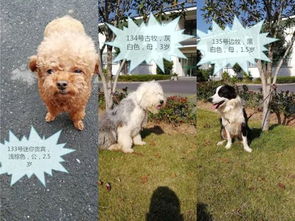 杭州今年最后一次免费领养狗狗的机会 今起报名别错过 