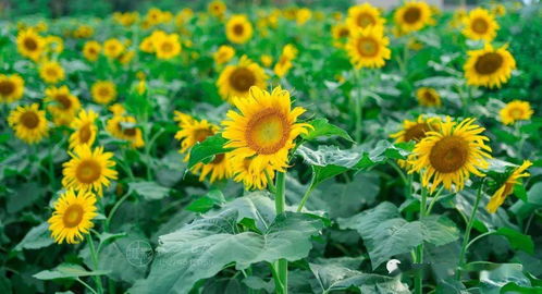 太阳花象征着什么人 太阳花有一句很好的花语