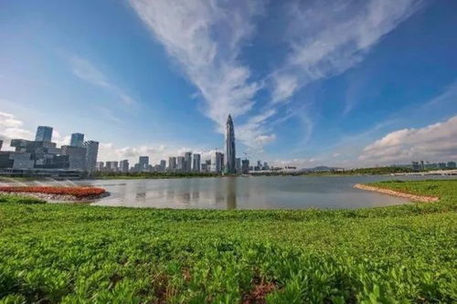 11月1日起深圳人才公园正式开放 占地面积约1156亩