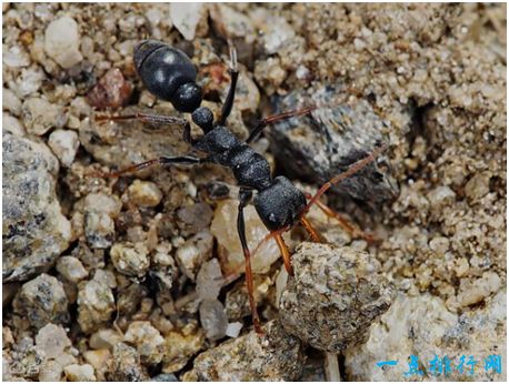 世界上最毒的蚂蚁,牛头犬蚁的毒液能在几分钟内致人死亡