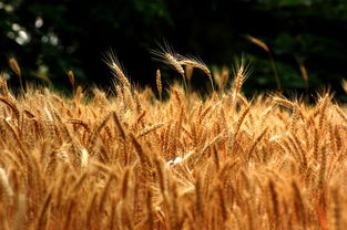 关于描写麦子熟了的诗句