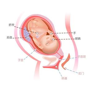 怀孕38周胎儿真人图 搜狗图片搜索