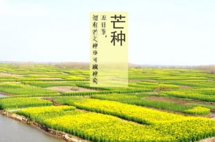 芒种孩子出生(芒种这天生孩子好吗)