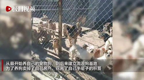 甘肃一女子收养800多只流浪狗,每天花费七八百元,已坚持11年 
