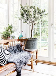 适合客厅的植物,客厅绿植十大排行榜？