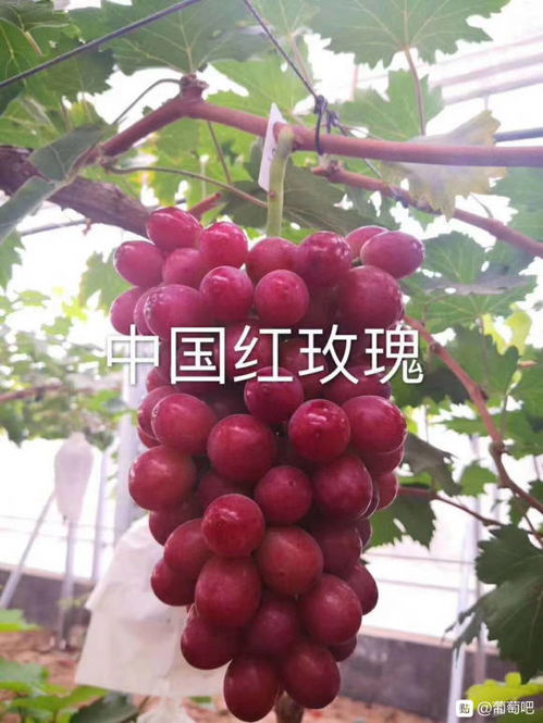 中国红玫瑰葡萄 红玫瑰的品种介绍