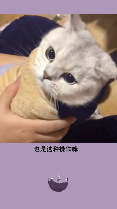 大家给猫咪掏耳朵是这种操作吗 