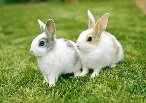 兔子的生活习性及动作活动意思,养兔子必备小知识
