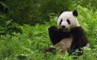 大熊猫国家公园管理局在成都揭牌,占地跨越川陕甘三省