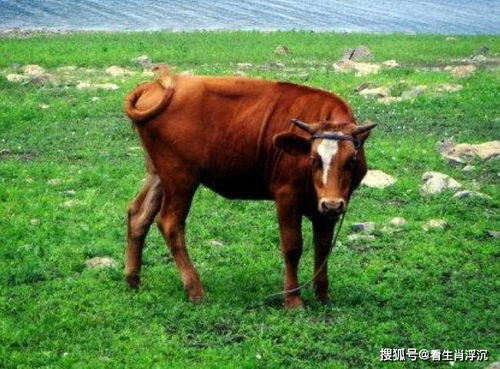 73年的生肖牛,躲过12月底的劫难,后福无穷