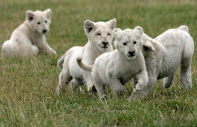 六只聪明可爱的珍稀小白狮 亮相英国动物园 