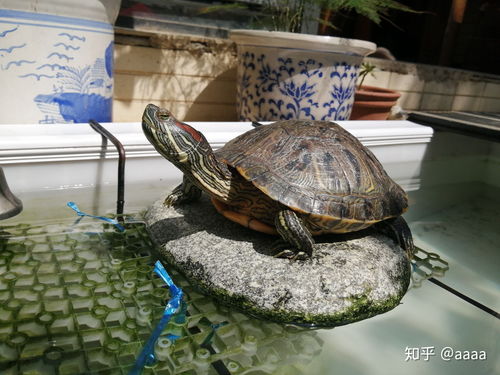 刚买的小巴西龟怎么养,新买的巴西龟，要怎么饲养？