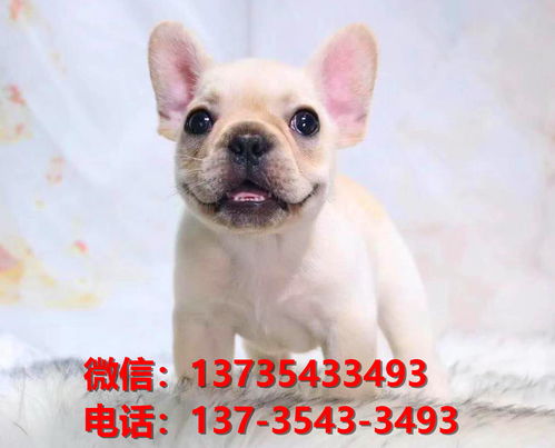 阜阳宠物狗犬舍出售纯种法斗宠物狗市场在哪 网上哪里买狗卖狗