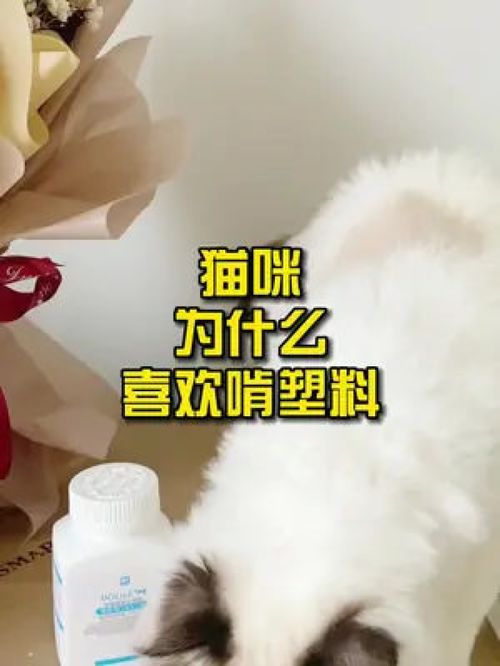 为什么小猫喜欢咬塑料（解析小猫喜欢咬塑料的原因及如何防止）