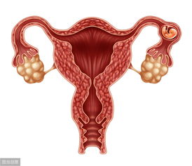保养卵巢的方法 如何保养子宫卵巢最好方法