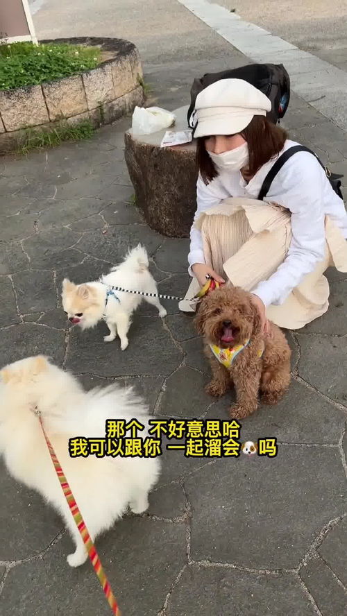 在日本有很多女人,宁可选择养只狗也不愿意结婚 