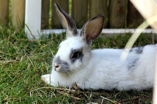 兔子吃益生菌有危害吗